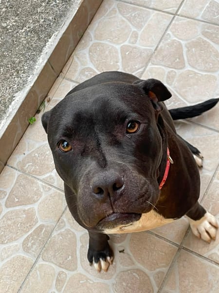 XENA, femelle croisée créole junior