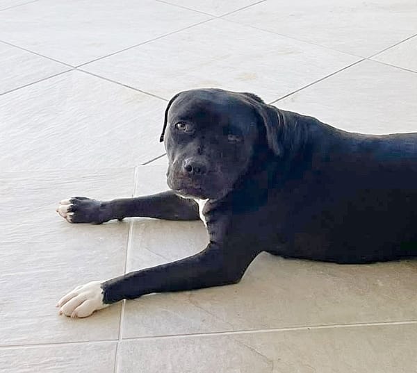XENA, femelle croisée créole junior