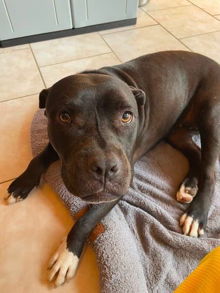 XENA, femelle croisée créole junior