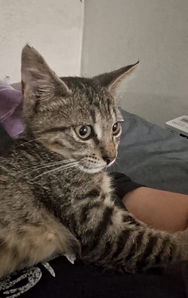 ZOE, chaton femelle type européen