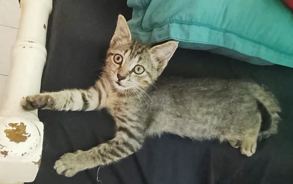 ZOE, chaton femelle type européen