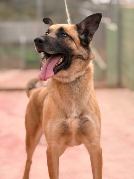 DANKO (Lara)