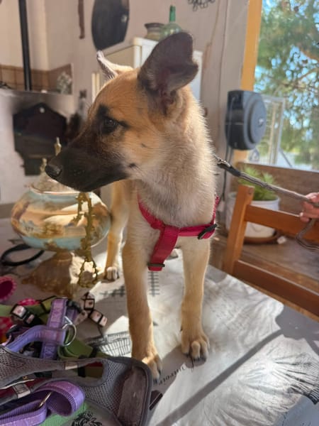 ROCCO (Martina)