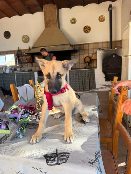 ROCCO (Martina)