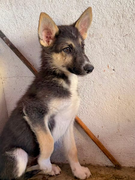 BRAM (Martina)