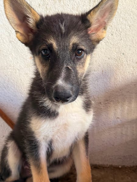 BRAM (Martina)