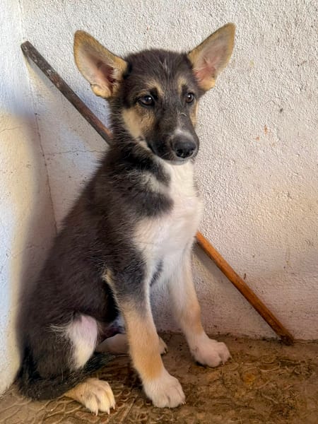BRAM (Martina)