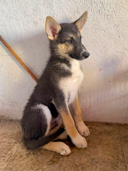 BRAM (Martina)