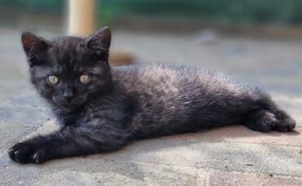 Katzenkind Thor