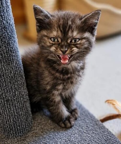 Katzenkind Thor