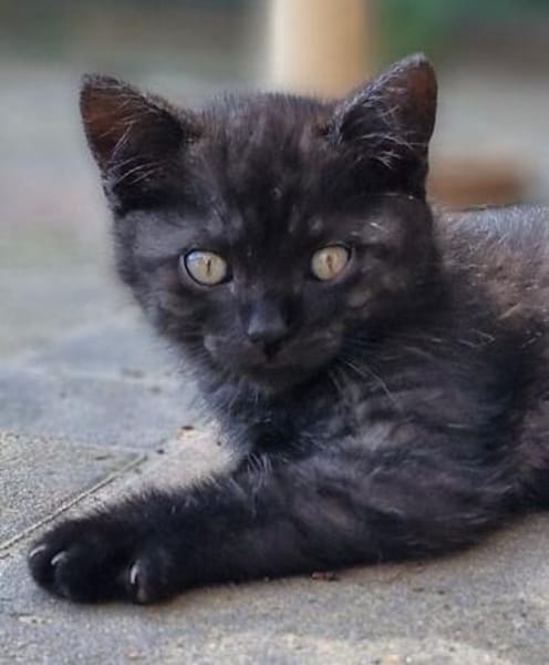 Katzenkind Thor