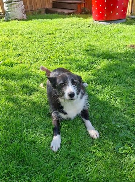 Folto ❤ kleine Kämpferin sucht Für-Immer-Zuhause