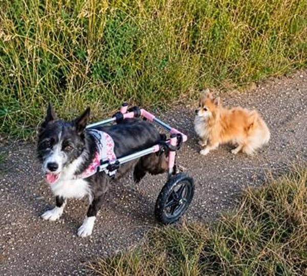 Folto ❤ kleine Kämpferin sucht Für-Immer-Zuhause