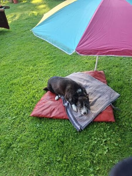Folto ❤ kleine Kämpferin sucht Für-Immer-Zuhause