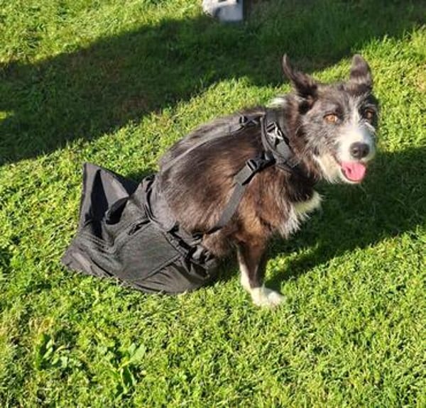 Folto ❤ kleine Kämpferin sucht Für-Immer-Zuhause