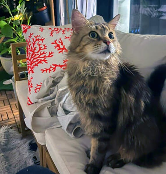 LUIS, sucht ein ruhiges Zuhause