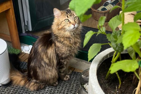 LUIS, sucht ein ruhiges Zuhause