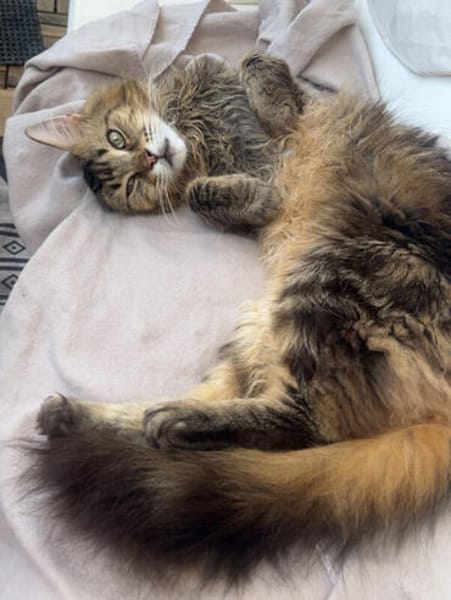 LUIS, sucht ein ruhiges Zuhause