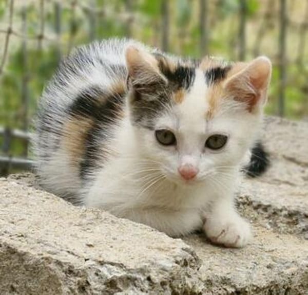 Katzenkind Zuri