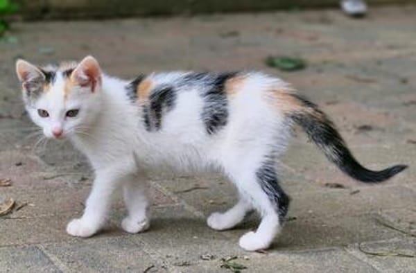 Katzenkind Zuri