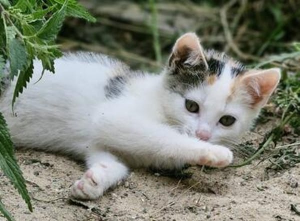 Katzenkind Zuri
