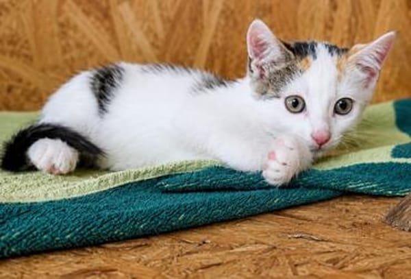 Katzenkind Zuri