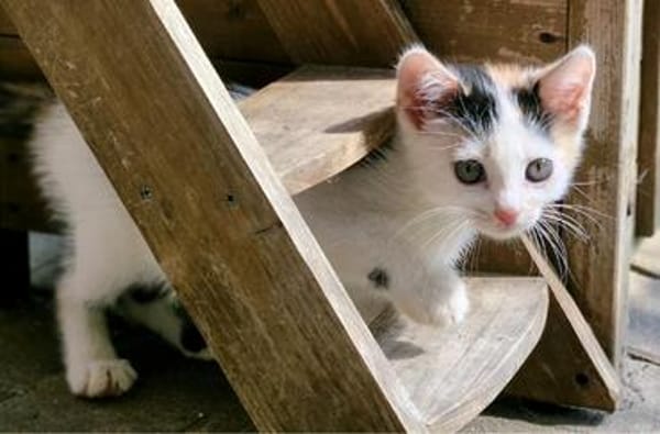 Katzenkind Zoey