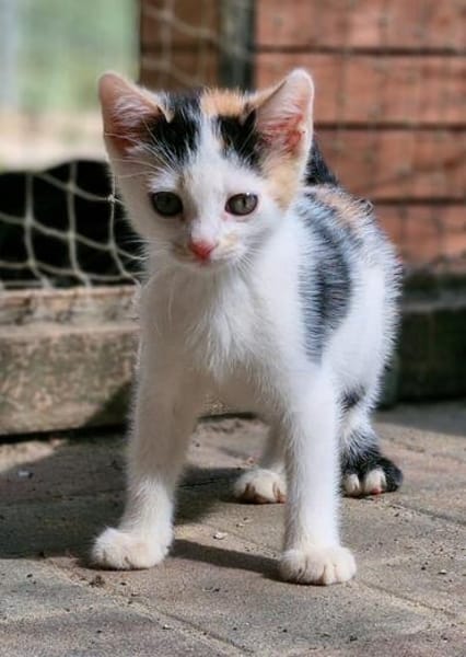 Katzenkind Zoey