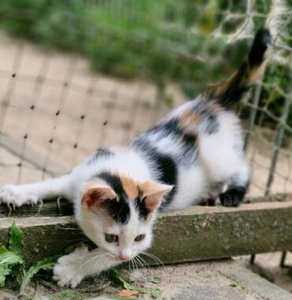 Katzenkind Zoey