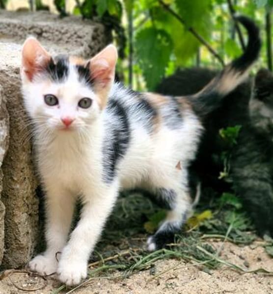 Katzenkind Zoey