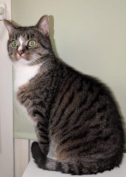 Sid sucht ein liebevolles Zuhause