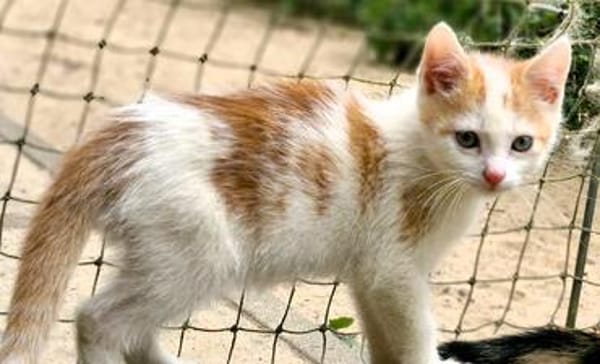 Katzenkind Zack