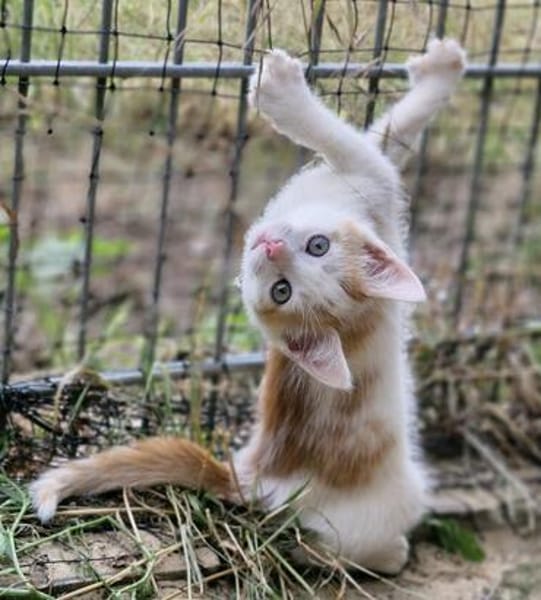 Katzenkind Zack