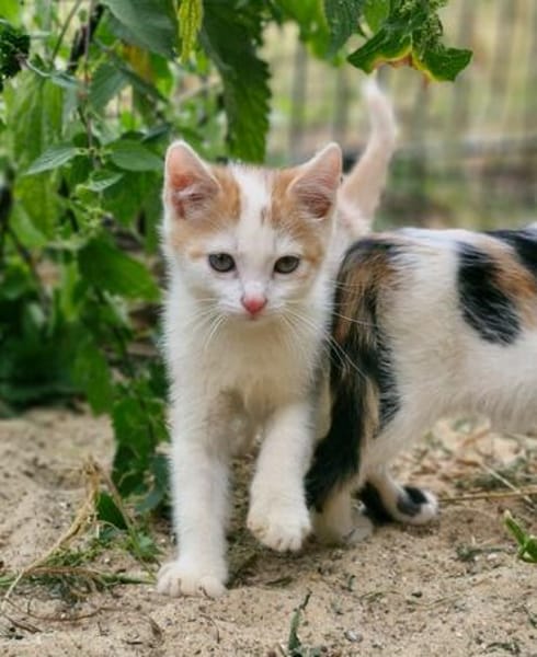 Katzenkind Zack