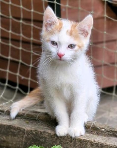 Katzenkind Zack