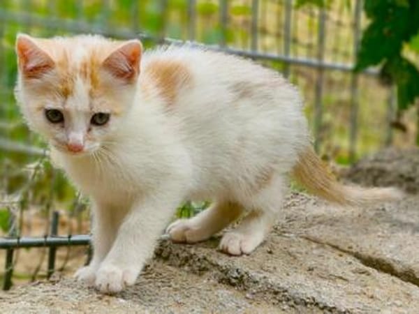 Katzenkind Zimti