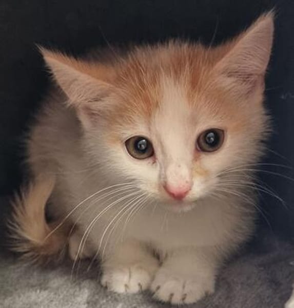Katzenkind Zimti