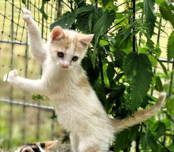 Katzenkind Zimti
