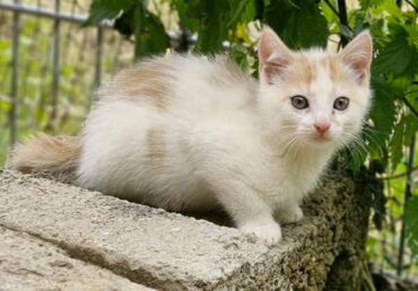 Katzenkind Zimti