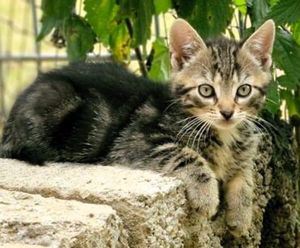 Katzenkind Mücke