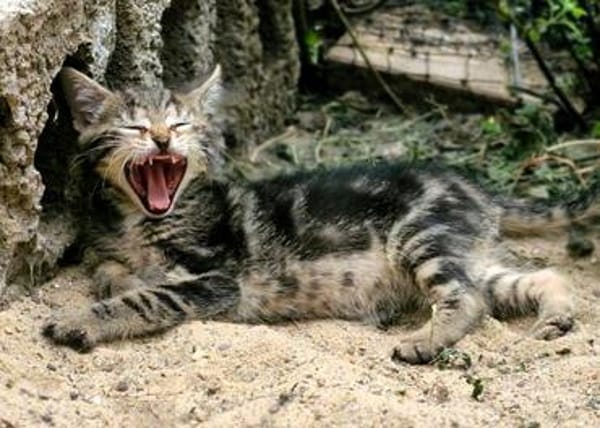 Katzenkind Mücke