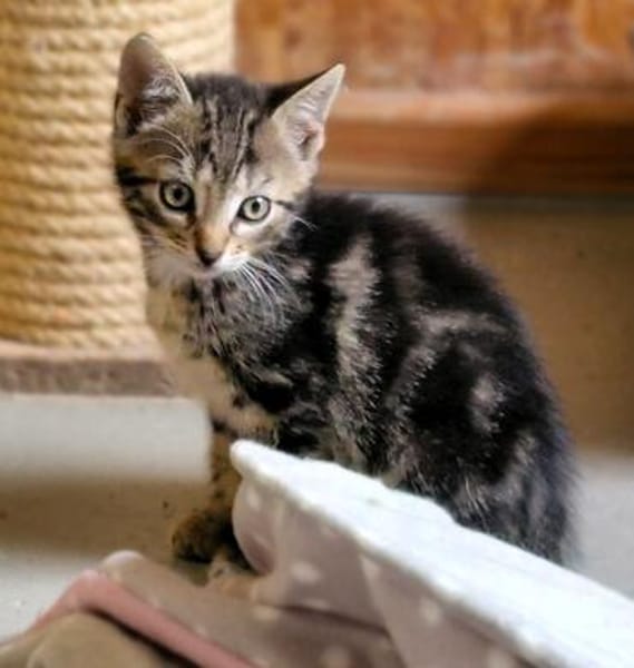 Katzenkind Mücke