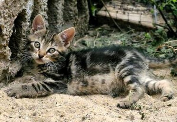 Katzenkind Mücke