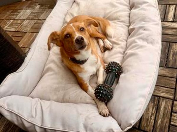 Herzenshund EMILIO 💙 sucht sein Für-immer-Zuhause