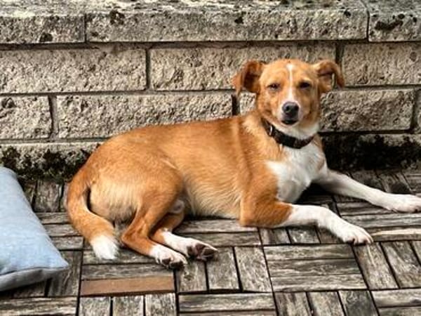 Herzenshund EMILIO 💙 sucht sein Für-immer-Zuhause