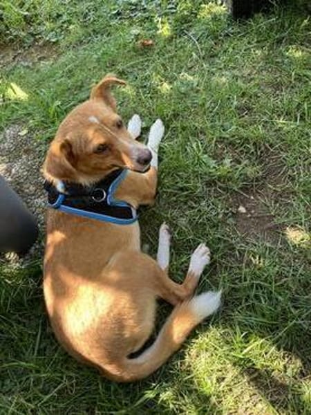 Herzenshund EMILIO 💙 sucht sein Für-immer-Zuhause