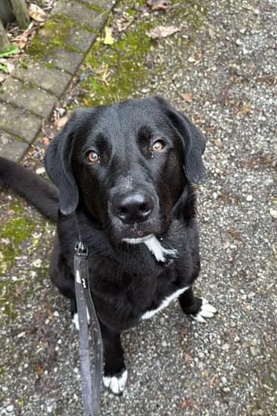 verschmuster und verspielter HUGO