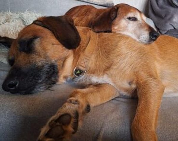 Toller Rüde ♥ Taro ♥ wartet bereits in 24885 Sieverstedt