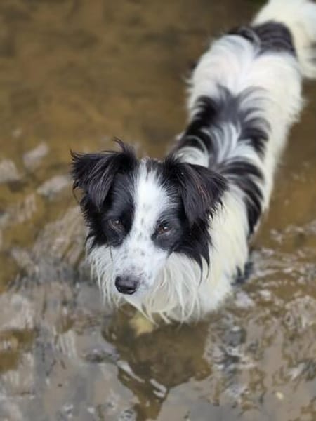 Hündin Patty  lustig, fröhlich, wasserbegeistert