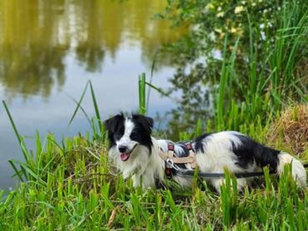Hündin Patty  lustig, fröhlich, wasserbegeistert